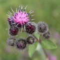 Greater burdock Royalty Free Stock Photo