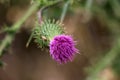 Greater burdock or Arctium lappa biennial plant top view of brush like purple flower head