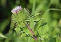 Greater Burdock Royalty Free Stock Photo