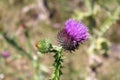 Greater burdock or Arctium lappa plant with fully closed and one open purple brush like flower head Royalty Free Stock Photo