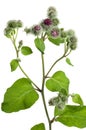 Greater burdock (Arctium tomentosum Royalty Free Stock Photo