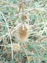 Greater burdock dried close up Royalty Free Stock Photo