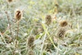 Greater burdock dried close up. Royalty Free Stock Photo