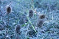 Morning photography.Greater burdock dried close up. Royalty Free Stock Photo