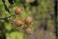 Greater burdock or edible burdock pod seeds, Arctium lappa