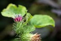 Greater burdock flower Royalty Free Stock Photo