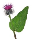 Greater burdock flower with green leaf Royalty Free Stock Photo