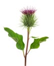 Greater Burdock flower Royalty Free Stock Photo