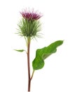 Greater Burdock flower Royalty Free Stock Photo