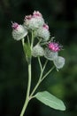 Greater burdock flowers