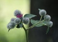 Greater burdock flowers Royalty Free Stock Photo