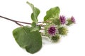 Greater Burdock flowers Royalty Free Stock Photo