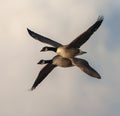 Greater Canada Goose, Branta canadensis canadensis Royalty Free Stock Photo