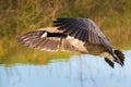 Greater canada goose in flight Royalty Free Stock Photo