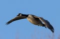 Greater canada goose in flight just before landing on a beautiful winter morning Royalty Free Stock Photo