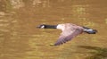 Greater canada goose in flight over river. Royalty Free Stock Photo