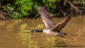 Greater canada goose flying over the water.