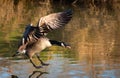 Greater canada goose Royalty Free Stock Photo