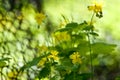 Greater celandine