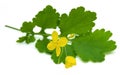 Greater celandine