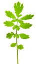 Greater celandine branch