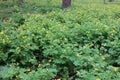 Greater celandine Chelidonium majus, also known as, nipplewort, swallowwort, or tetterwort, growing in the garden. Field of yell Royalty Free Stock Photo