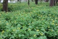 Greater celandine Chelidonium majus, also known as, nipplewort, swallowwort, or tetterwort, growing in the garden. Field of yell Royalty Free Stock Photo