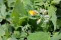 Greater celandine Chelidonium majus, also known as, nipplewort, swallowwort, or tetterwort, growing in the garden. Medicinal pla Royalty Free Stock Photo