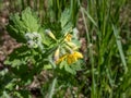 The greater celandine (Chelidonium majus) with blue green leaves blooming with yellow flowers with four petals