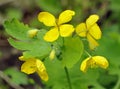 Greater Celandine