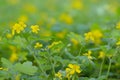 Greater celandine (Chelidonium majus)