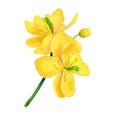 Greater celandine or Chelidonium majus yellow flowers isolated digital art illustration. Perennial herbaceous plant in e