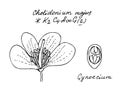 Greater celandine flower. Hand drawn black outline vector image.