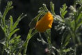 Greater celandine flower with morning dew