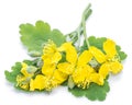 Greater celandine flower, swallowwort isolated on white background Royalty Free Stock Photo