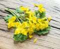 Greater celandine flower, swallowwort on the wooden background Royalty Free Stock Photo