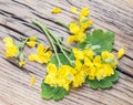 Greater celandine flower, swallowwort on the wooden background Royalty Free Stock Photo