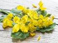 Greater celandine flower, swallowwort on the wooden background Royalty Free Stock Photo