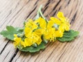 Greater celandine flower, swallowwort on the wooden background