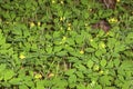 Greater celandine flowers and fruits at Valley Falls Park, Connecticut