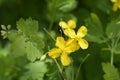 Greater celandine