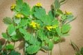 Greater celandine herbaceous perennial plant