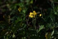 Greater celandine Swallow wort ( Chelidonium majus ) flowers. Papaveraceae annual poisonous plants.