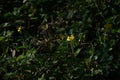 Greater celandine Swallow wort ( Chelidonium majus ) flowers. Papaveraceae annual poisonous plants.