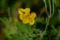 Greater celandine Swallow wort ( Chelidonium majus ) flowers. Papaveraceae annual poisonous plants.