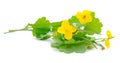 Greater Celandine (Tetterwort) Royalty Free Stock Photo