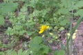 Greater celandine Chelidonium majus flower closeup and hairy s Royalty Free Stock Photo