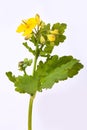 Greater Celandine Tetterwort, Swallowwort or Chelidonium Majus Royalty Free Stock Photo