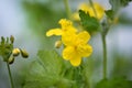 Greater Celandine, yellow wild flowers, close up. Chelidonium majus flowering, medicinal plant of the family Papaveraceae. Yellow-