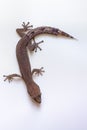 Greater Clawless Gecko, Ebenavia robusta, Ranomafana National Park, Madagascar wildlife